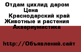 Отдам цихлид даром › Цена ­ 100 - Краснодарский край Животные и растения » Аквариумистика   